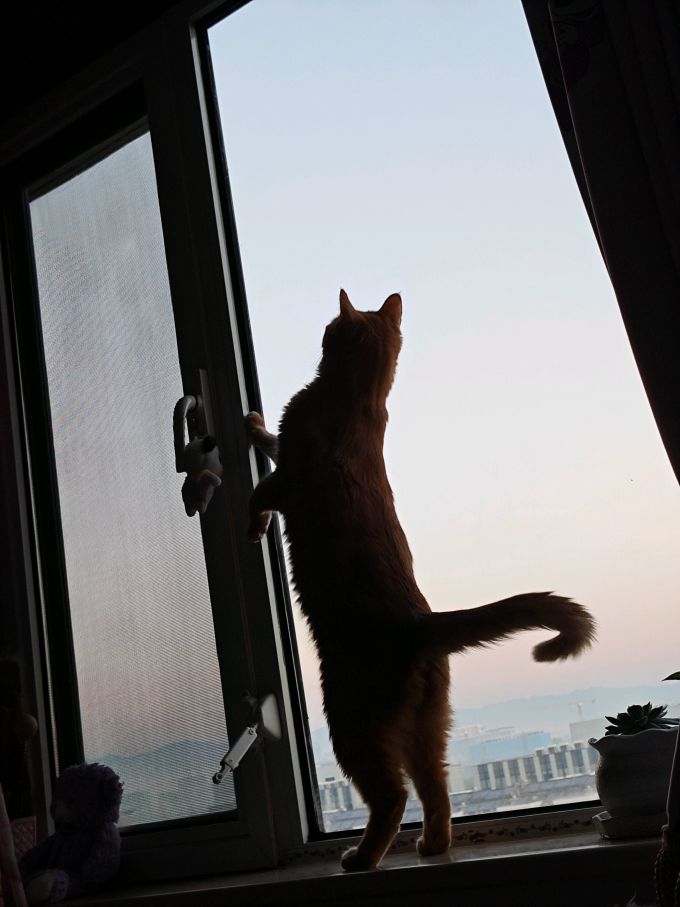 醇粹猫咪干粮