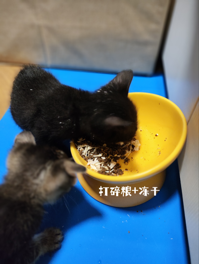 猫咪干粮