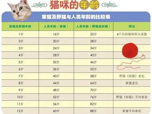 猫年龄相当于人类多少？养猫必看，人猫年龄换算表！