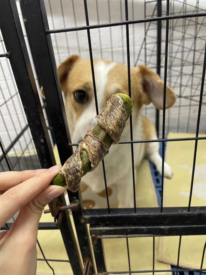 披风猫狗狗磨牙棒