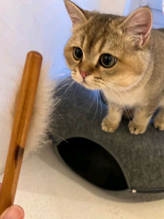 💥憨憨乐园猫梳，宠物梳毛必备神器💥