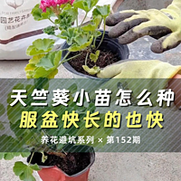 天竺葵小苗怎么种，才能服盆快，长的也快呢