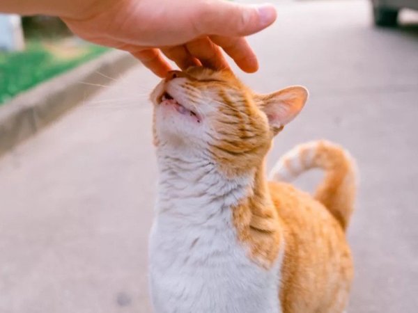 原来摸“猫头”时，在猫咪眼里，不是表达爱意！