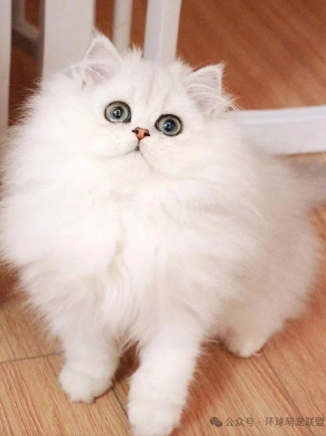 猫咪会抑郁吗？测测自家猫咪心理健康！