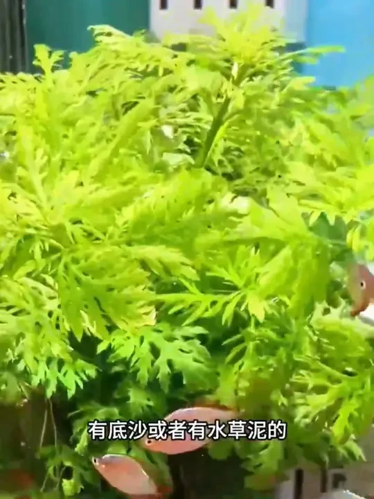 水罗兰坨草水草植物活体真草造景阴性水草懒人新手小白鱼缸水草#鱼缸里的大自然 #生态缸水草 #鱼缸里的大自然 #清洁神器 #水草 #水生植物 #水族用品