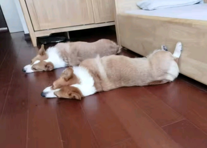 皇家狗狗干粮