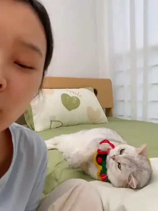 兽护神猫咪羊奶粉猫用专用幼猫孕乳成猫产后奶糕小猫宠物营养补钙 #萌宠好物 #新手养猫