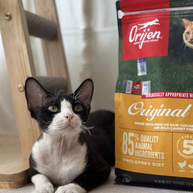 渴望猫咪干粮