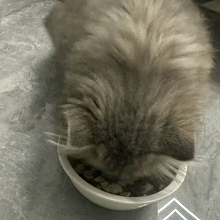 猫咪美食家：皇家猫粮的秘密