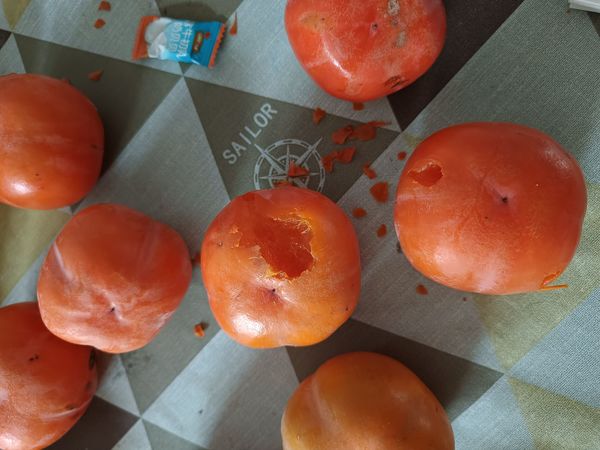 万能的值友们，看看这是什么动物咬的啊？