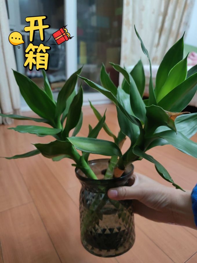 鲜花绿植