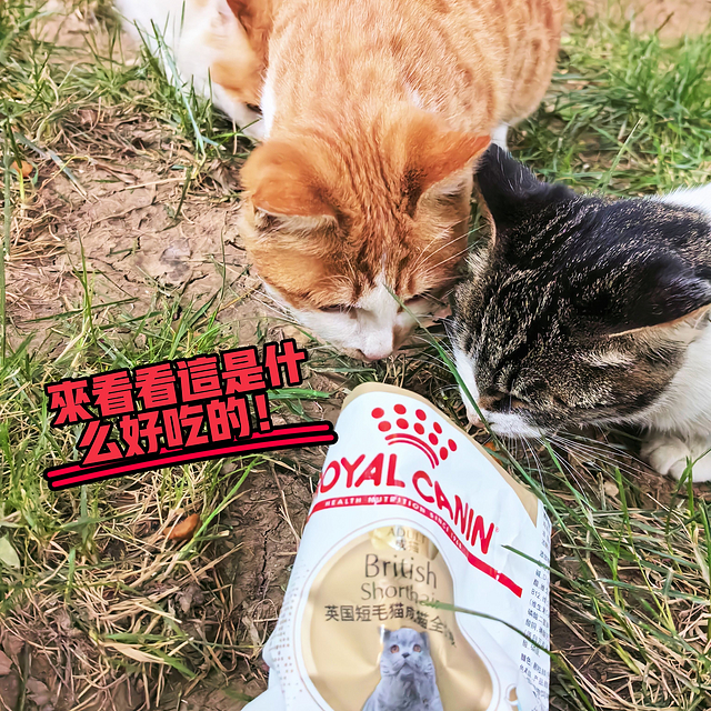 每天带两袋皇家猫粮下楼喂流浪猫！