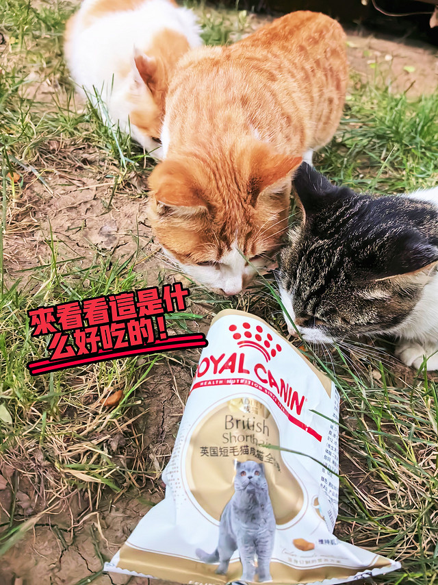 每天带两袋皇家猫粮下楼喂流浪猫！