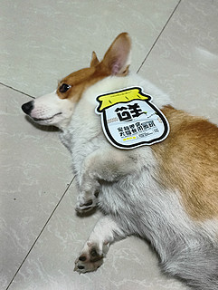 🐶我不是人！但你是真的狗啊！猫零食糊弄狗呢！