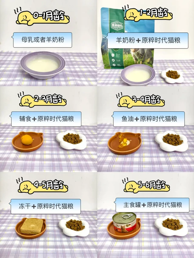 新手养幼猫——0-6个月小奶猫喂养指南来啦！
