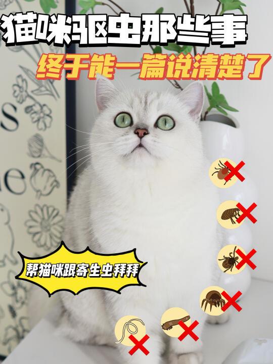 猫咪驱虫那些事，终于能一篇说清楚了