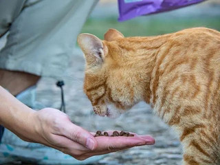 喂养流浪猫，究竟是温暖善举还是潜在危害？