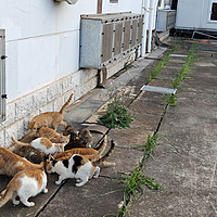 流浪猫们每天都等着我投喂，我该怎么办？