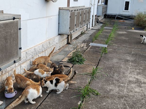 流浪猫们每天都等着我投喂，我该怎么办？