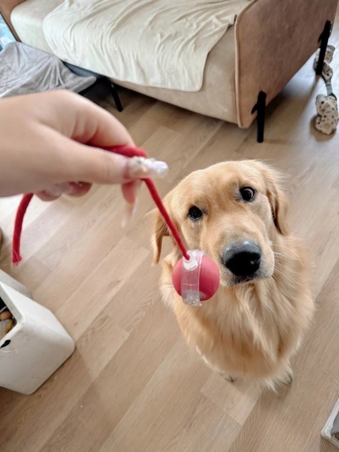 其他狗狗玩具