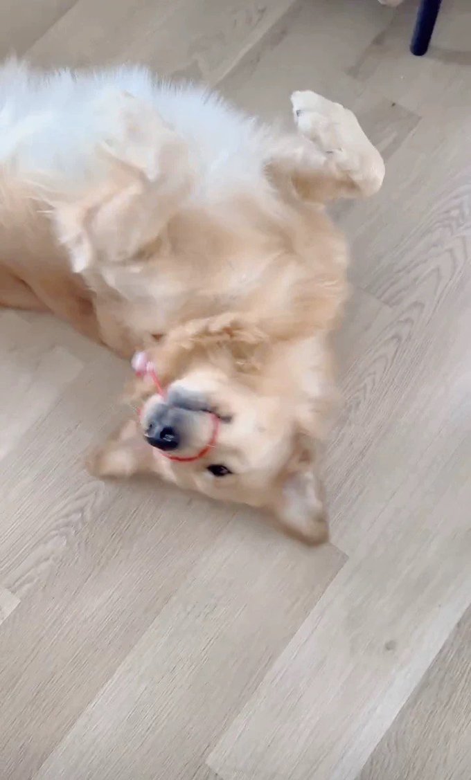 其他狗狗玩具
