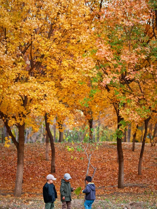 京城小众赏秋可骑行公园🍁骑行PDD分享