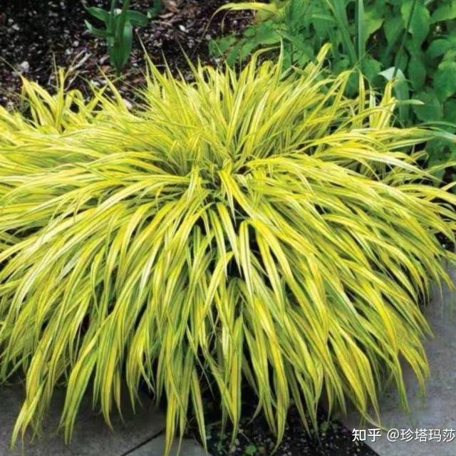 香水里的香根草，能带给人什么样的享香冲击？有什么以香根草为主的香水推荐？