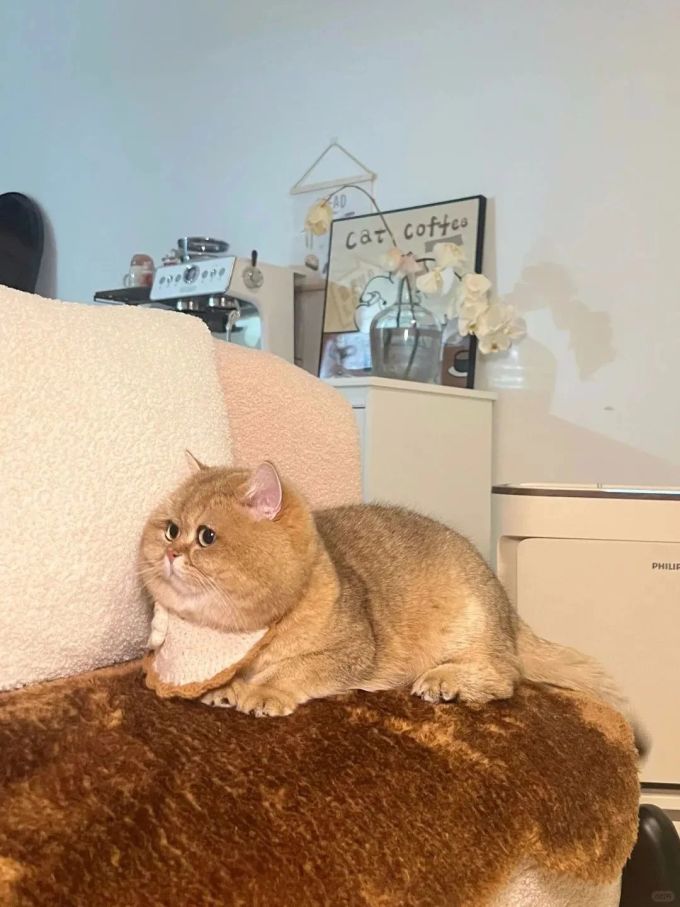 弗列加特猫咪干粮