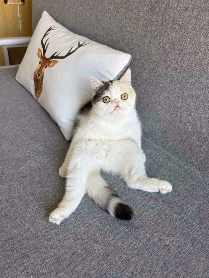 弗列加特猫咪干粮