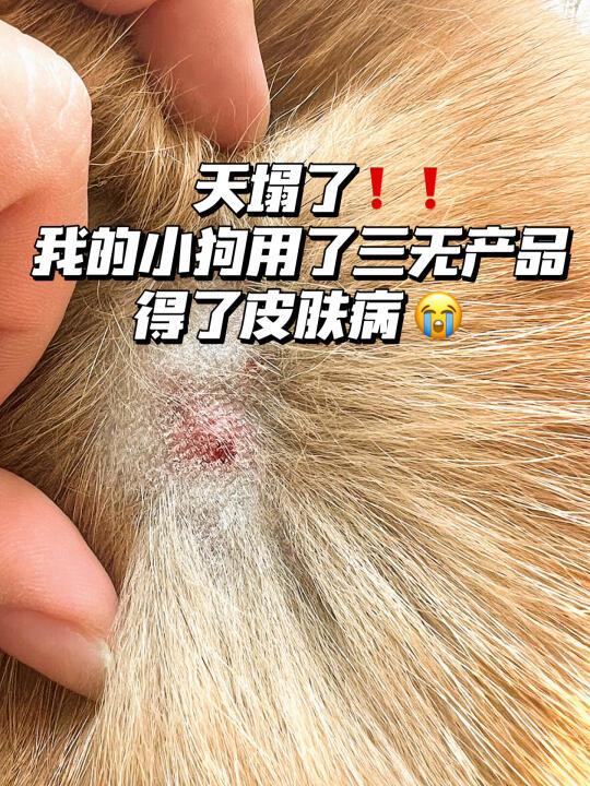 给狗狗用三无产品驱虫，真的会得皮肤病！