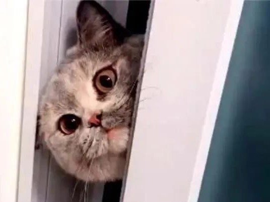 猫为啥老偷看我上厕所？