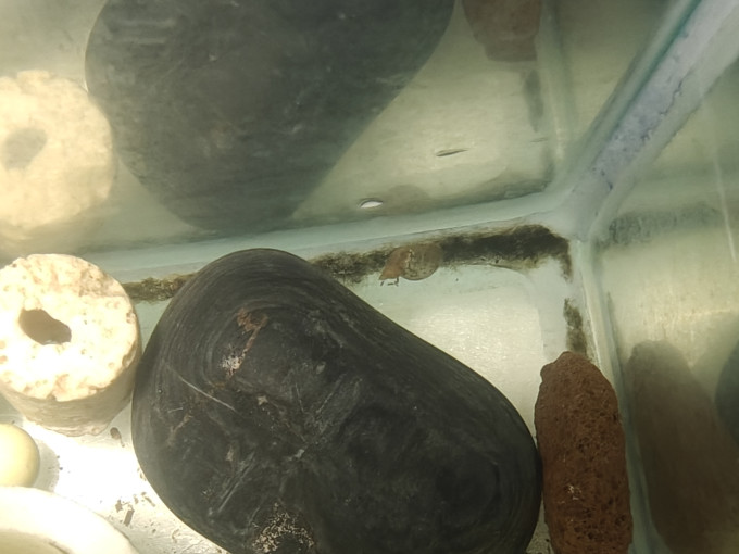 水宠世家水族