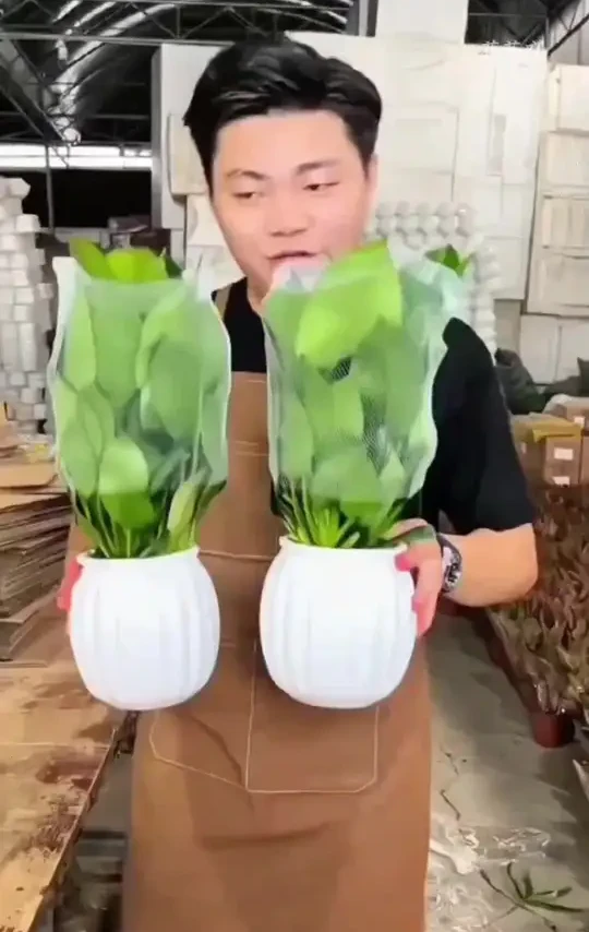 9块9现在发2盆 #大叶 金钻 不嫌贵了吧，爱要花的你抓紧哦，好机会不要错过#花卉绿植...#厂家直发品质保证 #大叶金钻绿植 #室内盆栽