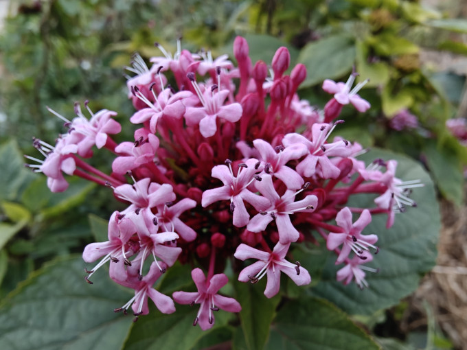 鲜花