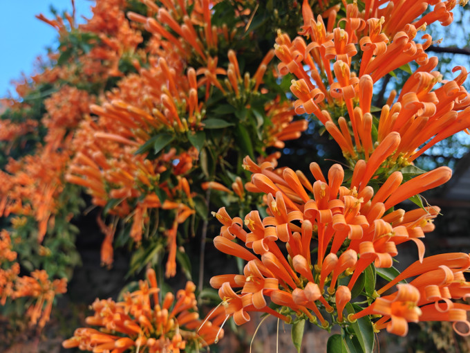 鲜花