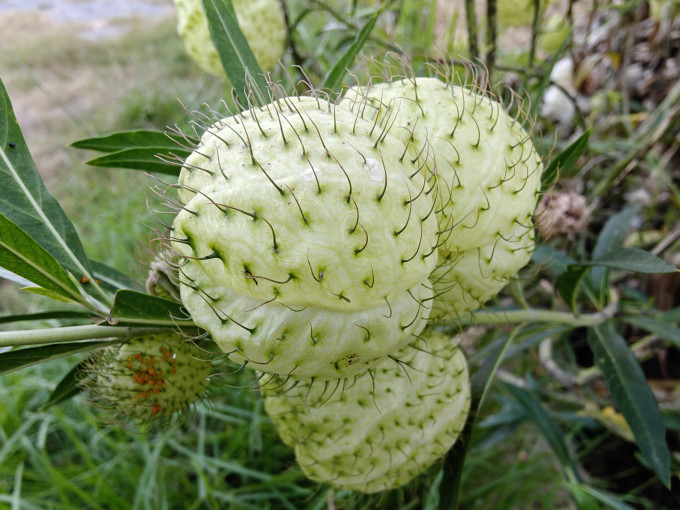 鲜花