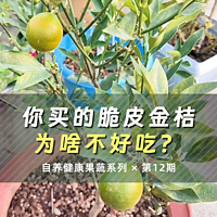 你买的脆皮金桔，为啥不好吃？