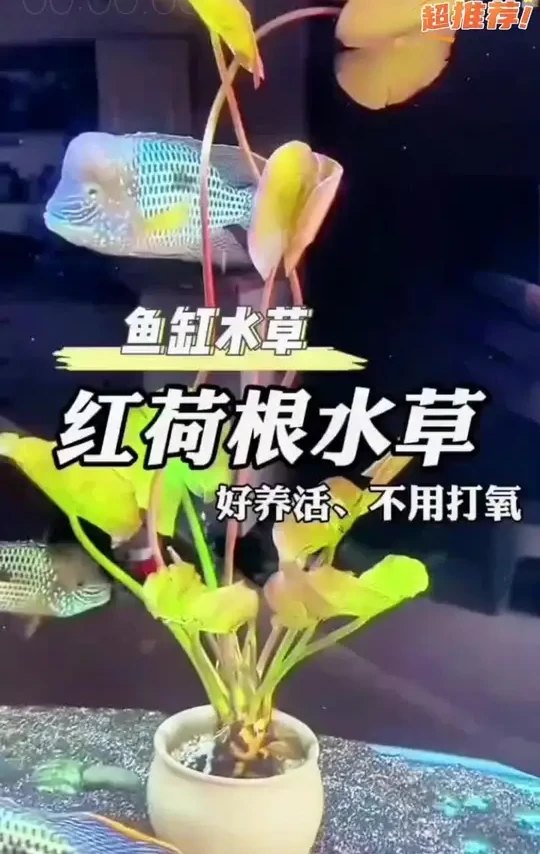 家里的鱼缸水质不好造景不好看的朋友可以试试这个红荷根水草，不仅净化水质的效果好，而且还能开花！#水族#鱼缸造景 #水草 #新手养鱼 #红荷根水草