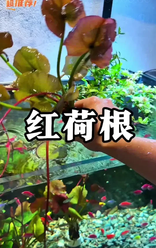 家里的鱼缸水质不好造景不好看的朋友可以试试这个红荷根水草，不仅净化水质的效果好，而且还能开花！#水族#鱼缸造景 #水草 #新手养鱼 #红荷根水草