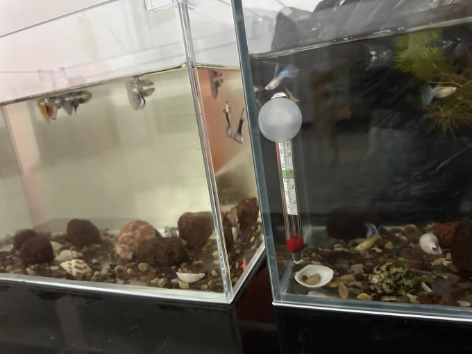 意牌鱼缸