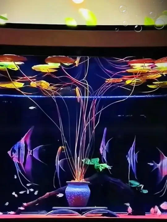 家里的鱼缸水质不好造景不好看的朋友可以试试这个红荷根水草，不仅净化水质的效果好，而且还能开花！#水族#鱼缸造景#水草#新手养鱼#红荷根水草
