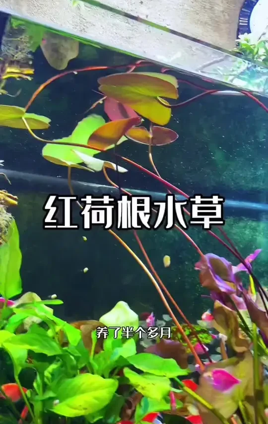 家里的鱼缸水质不好造景不好看的朋友可以试试这个红荷根水草，不仅净化水质的效果好，而且还能开花！#水族#鱼缸造景 #水草 #新手养鱼 #红荷根水草