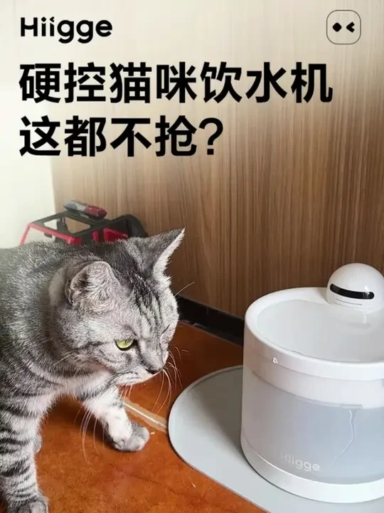 活动来了，今天直播间拍1发N。 #hiigge雪顶饮水机 #猫咪喝水太困难了 #猫咪喝水神器 #宠物饮水机 #饮水机宠物