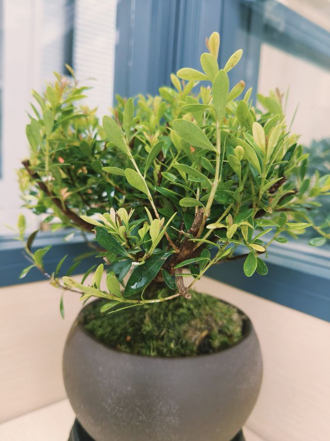 八芽盆栽