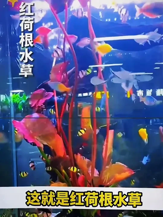 红荷叶根水草红荷叶造景装饰水族中后景水草好养耐活合适新手懒人 