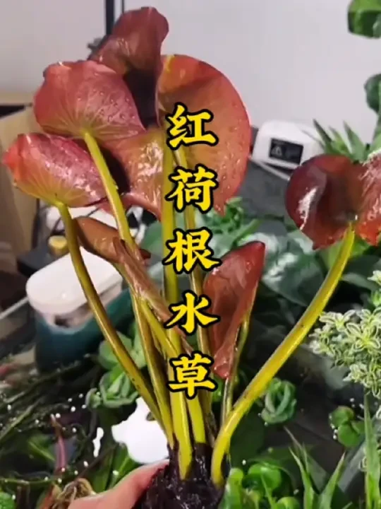 #红荷根水草 非常适合鱼缸造景，既美观还可净化水质…而且非常好养，还能开花…#水草造景 #鱼缸里的大自然 #水生观赏植物 #水族