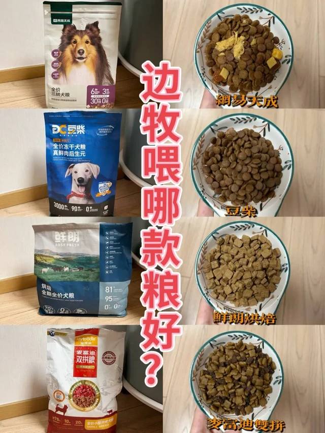 边牧真实喂养记录,哪款粮更胜一筹！