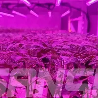 补光灯照射植物后多长时间会见到效果？