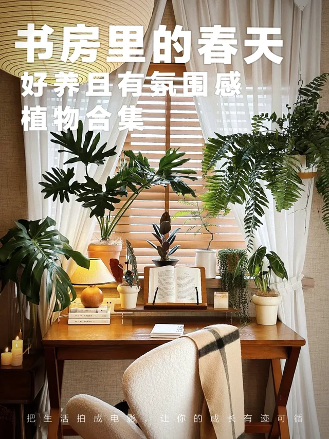 中年少女无声炫富 | 300元拥有了治愈书桌