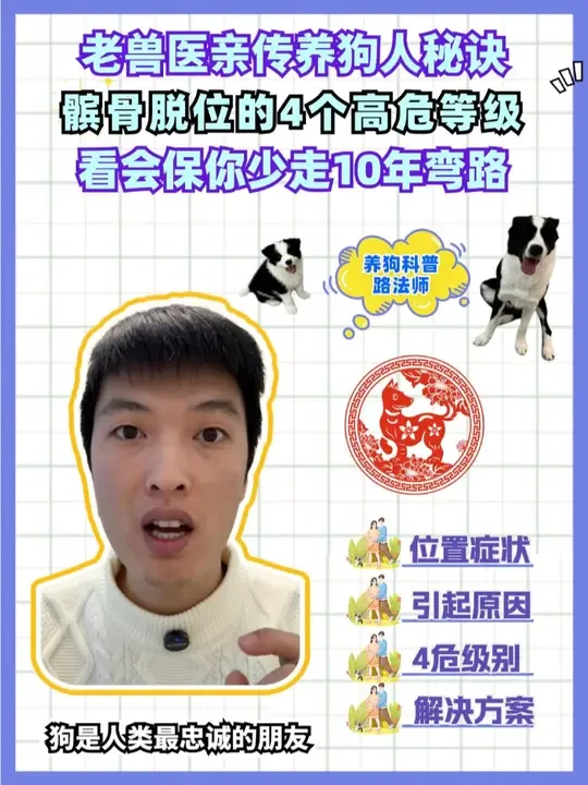 老兽医亲传养狗人秘诀-髌骨脱位的4个高危等级-看会保你少走10年弯路#髌骨脱位#兽医  #狗腿瘸  #美速鱼油 #MAG关节生